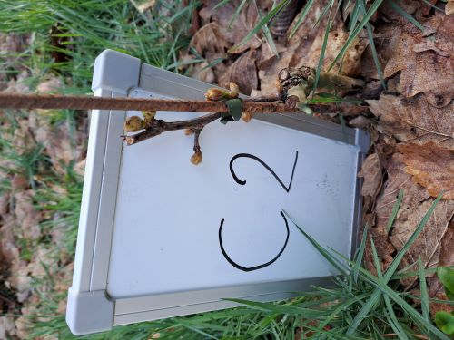 Austrieb Rebstöcke 2024