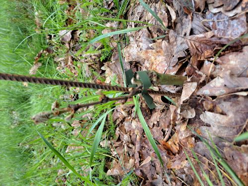 Erfrorene Austriebe am Rebstock