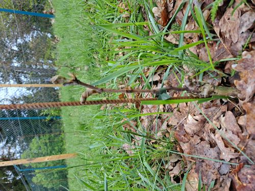 Erfrorene Austriebe am Rebstock