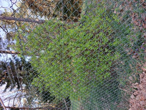 Austrieb Rebstöcke 2024