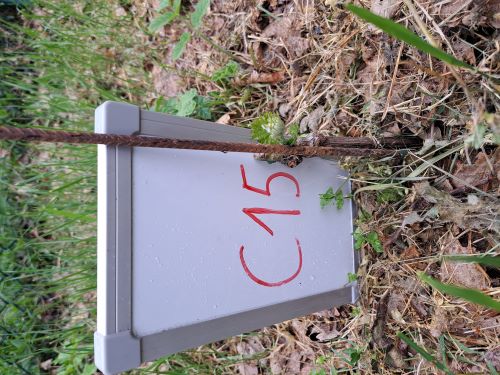 Zaghafte Austriebe am Rebstock