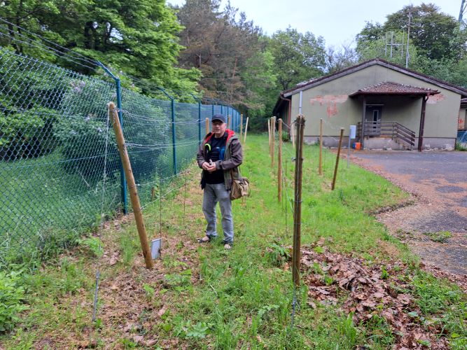 Zaghafte Austriebe am Rebstock