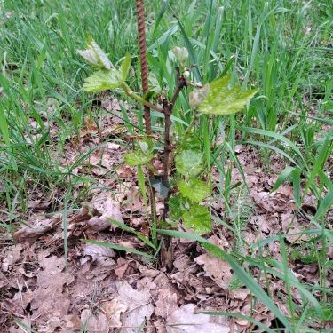 Neue starke Austriebe am Rebstock