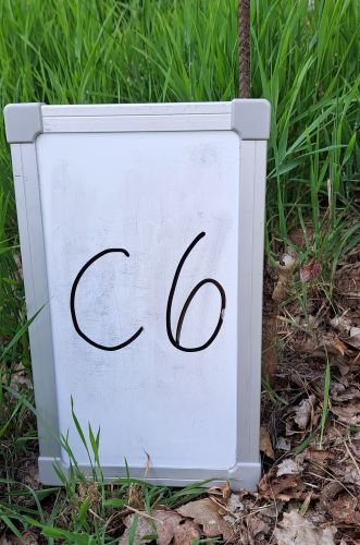 C_6