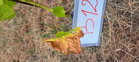 Krankheitsbilder_b12