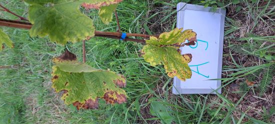 Krankheitsbilder_b12