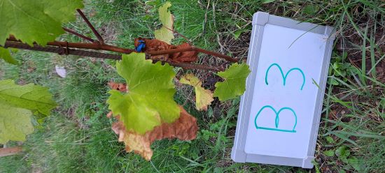 Krankheitsbilder_b12