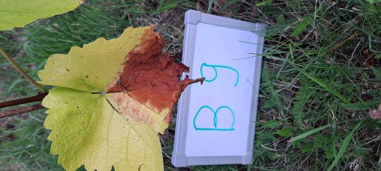 Krankheitsbilder_b12