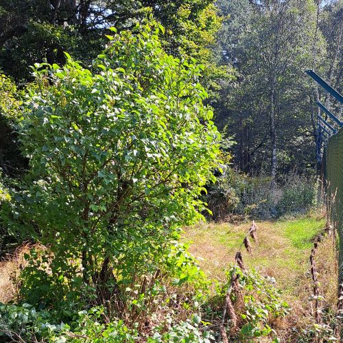 Einschlag zum Schutz des Zaunes Flieder