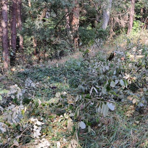 Einschlag zum Schutz des Zaunes Reste der Salweide