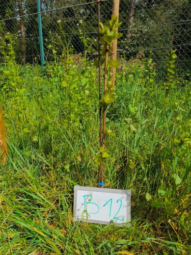 B_12