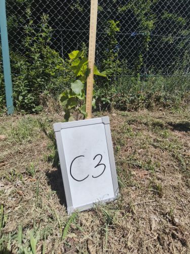 C_3
