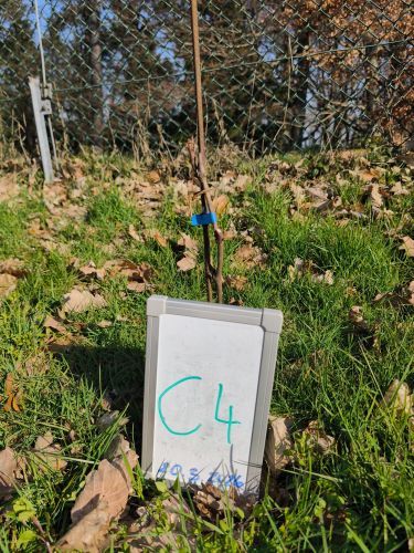 C_4