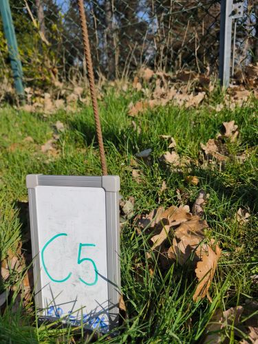 C_5