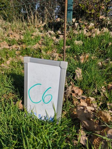 C_6