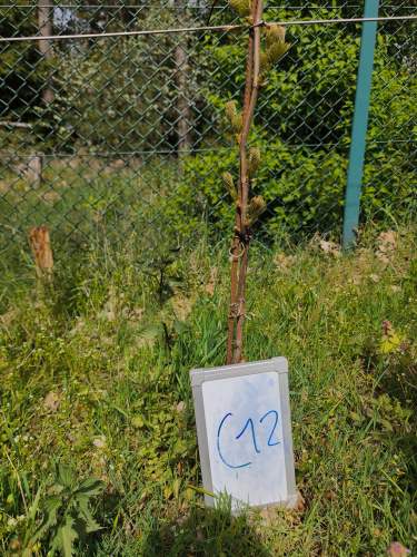 C_12
