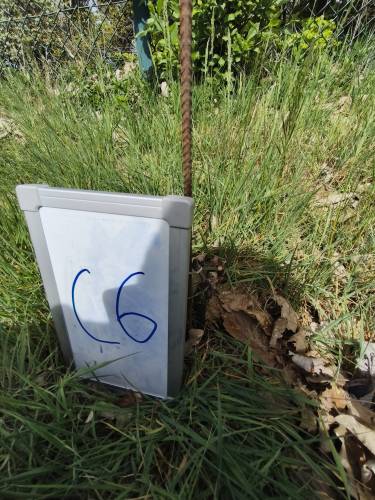 C_6