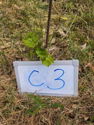 Rebstock C3