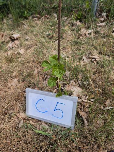 C_5