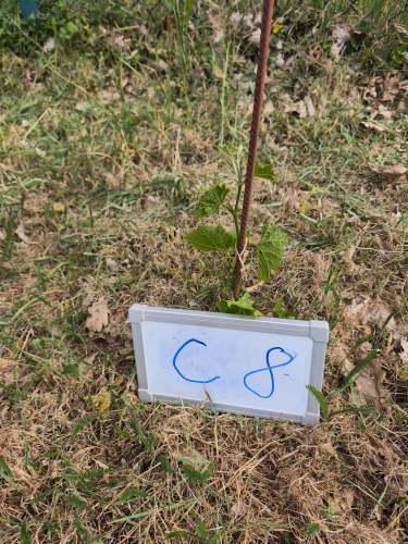 C_8