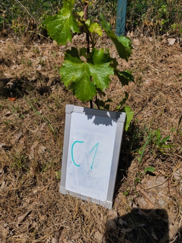 C_1