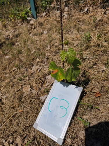 C_3