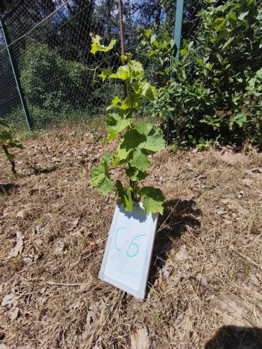 C_6