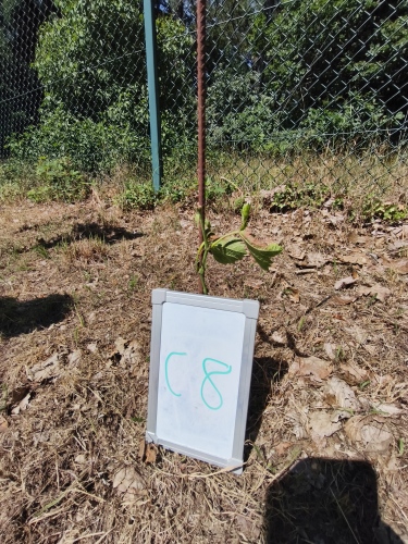 C_8