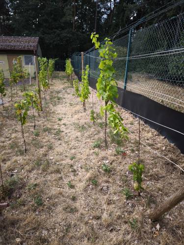 von Osten