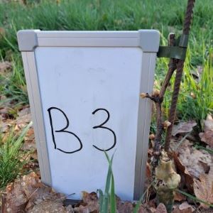 Frostschaden am Rebstock