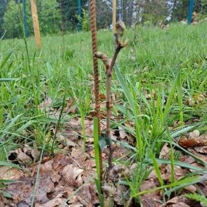 Frostschaden am Rebstock