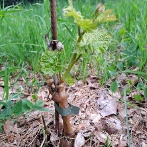 Neue starke Austriebe am Rebstock