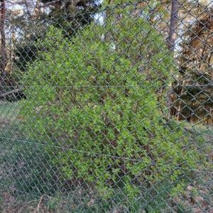 Frostschaden am Rebstock